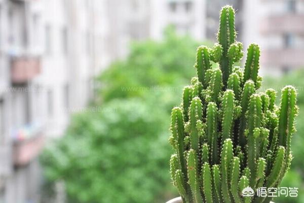 阳台种植什么瓜子好看,阳台种植什么瓜子好看又好养