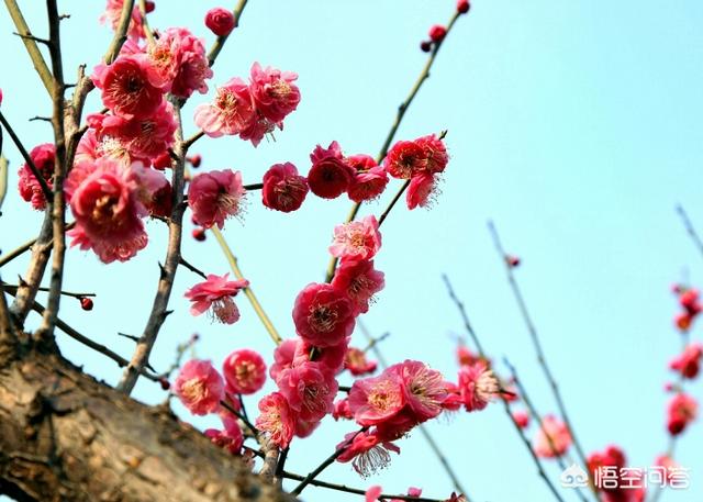 苗木花卉种类有哪些 花朵