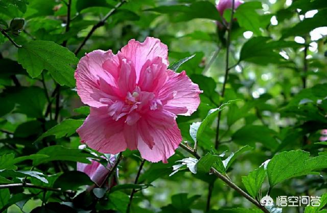 室内花卉种植技术 室内种花图片