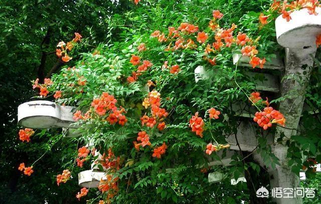 花墙花园种植什么好养活,花墙花园种植什么好养活呢