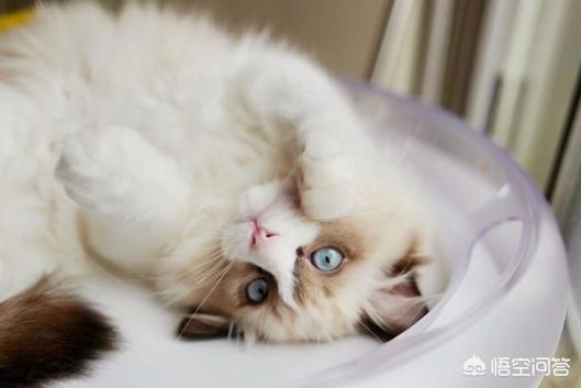 魔法使的猫，魔法使的猫出版