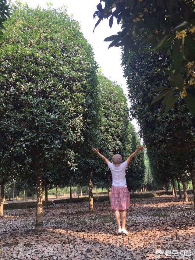 冬季花卉需要施肥肥吗 种植多久