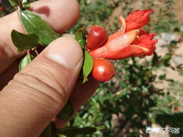 花树用什么肥料比较好