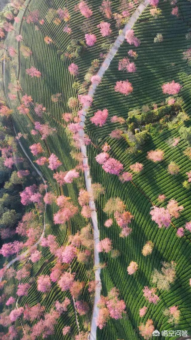 红豆生南国小说_红豆生南国小说凝陇结局