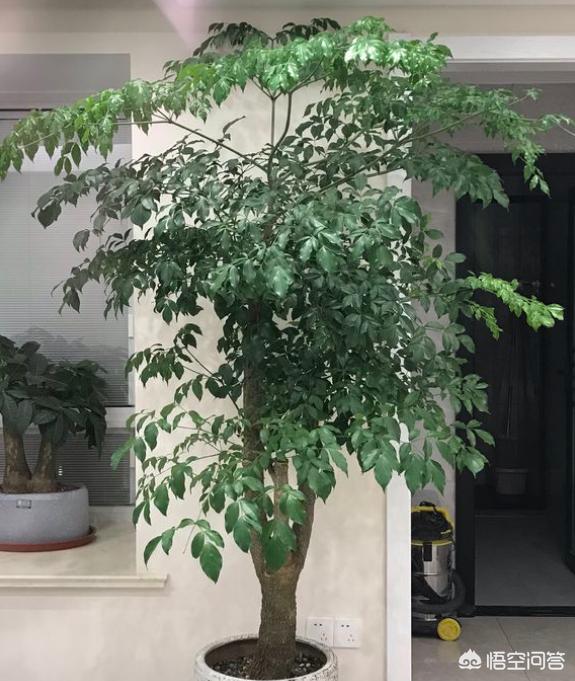 树木价格 养护标准