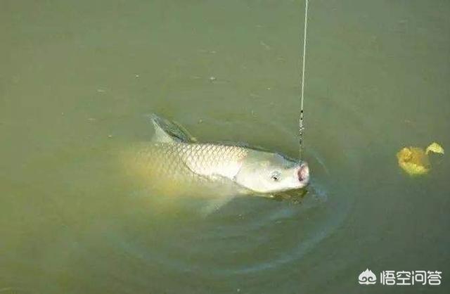 草鱼玉米如何搭配做馅儿(图18)