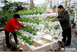 阳台在纸上种植芽苗菜,阳台在纸上种植芽苗菜可以吗