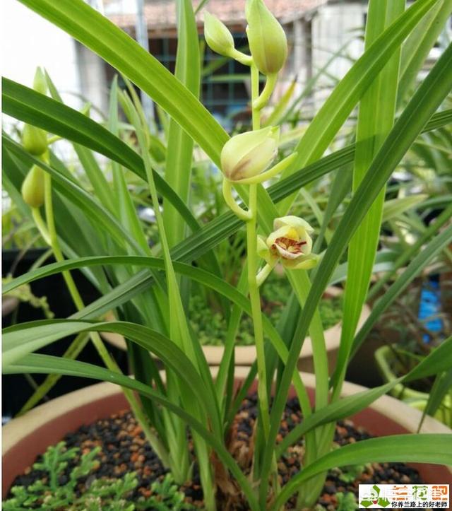 兰花草种植要领-兰花草种植要领是什么