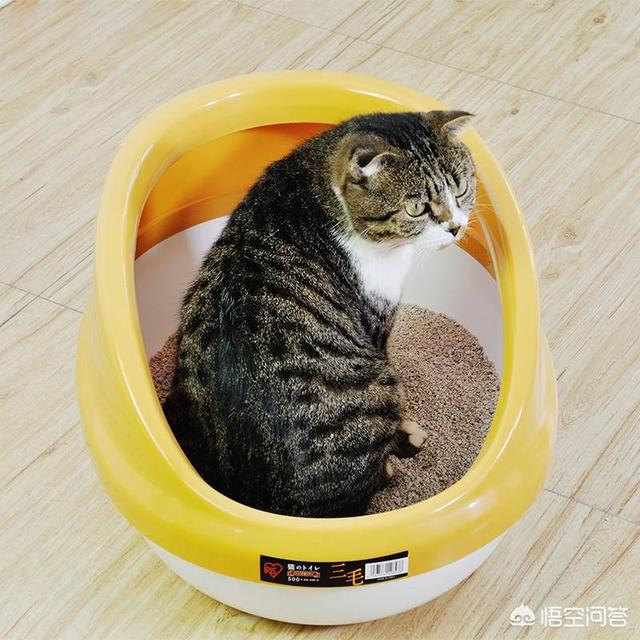 猫砂多长时间要换一次