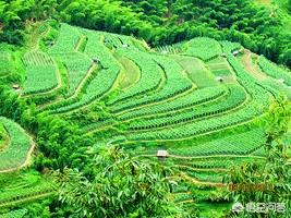 遂昌自驾游路线推荐，遂昌自驾游路线推荐图