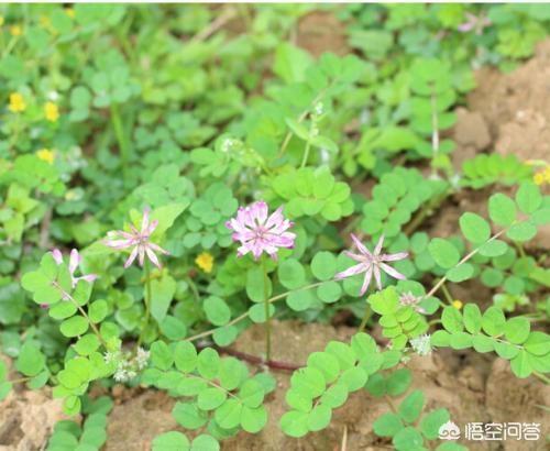 果园种植什么草最省事,果园种植什么草最省事呢