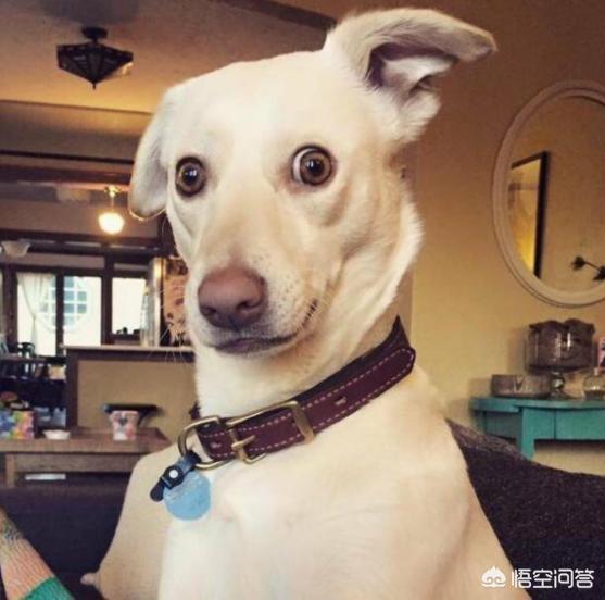 狗厌食怎么改善吃什么药(图2)