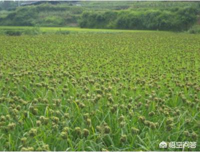 农业种植有前途吗知乎 农业种子公司前景？