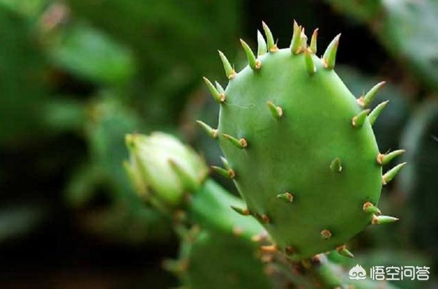 入户花园沙漠植物种植,沙漠绿化种植