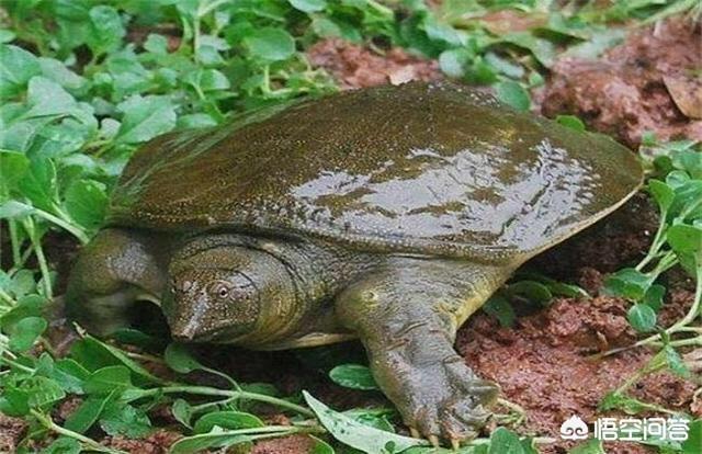 甲鱼和什么食物最搭配(图4)