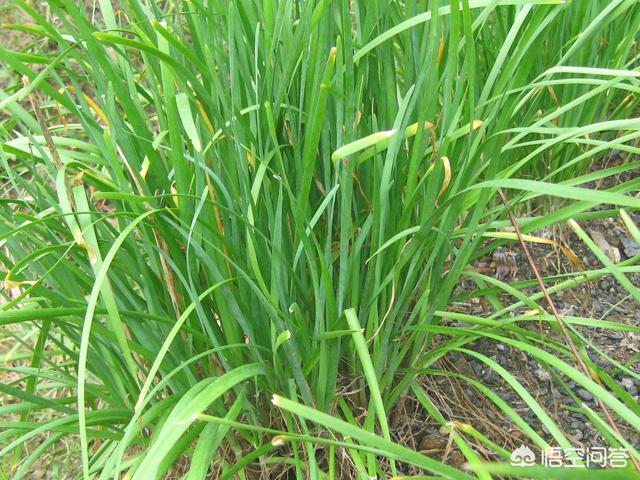 阳台韭菜种植技术,阳台韭菜种植技术视频