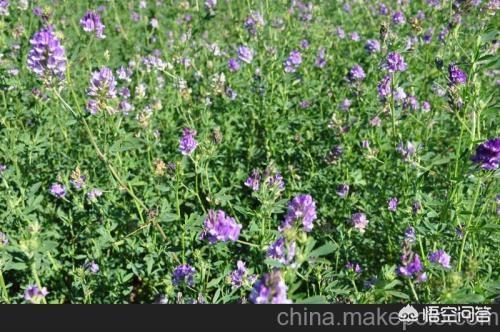 牧草如何搭配饲料喂猪呢
