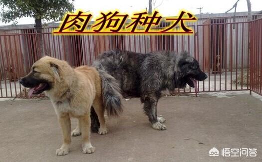 肉食狗养殖成本和利润1 怎样养肉食狗？