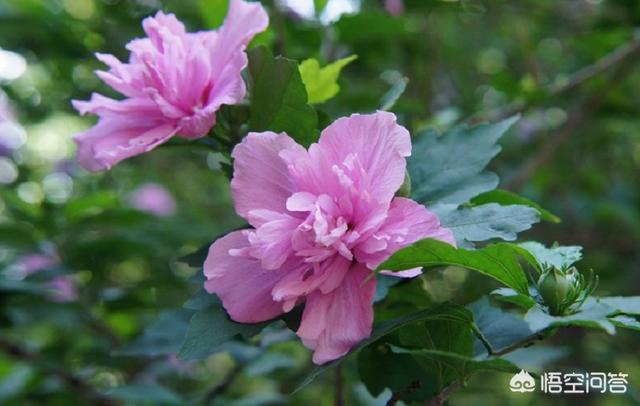 室内花卉种植技术 室内种花图片