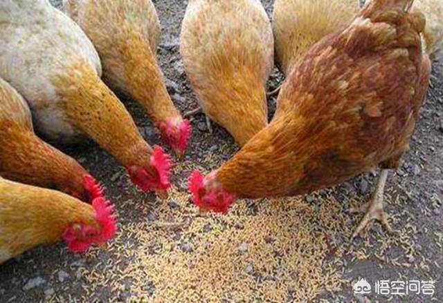 畜禽饲料污染与控制-畜禽饲料污染与控制论文