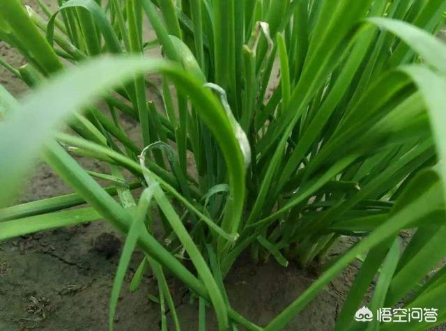 阳台韭菜种植技术,阳台韭菜种植技术视频