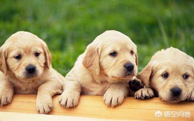 拉布拉多幼犬拉肚子了怎么办