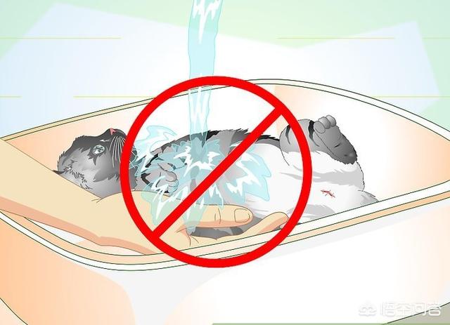 公猫做了绝育之后要注意什么,第12张