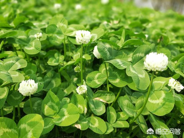 苹果园最新种植模式,苹果园最新种植模式是什么