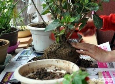 草本花卉种植方案?草本花卉种植方案怎么写!