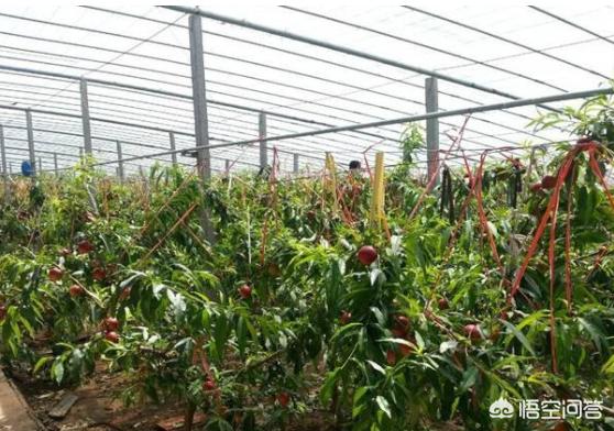农村种植致富项目(三农项目排行榜前十名？)