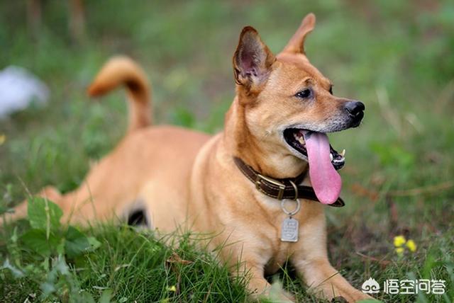 杜高犬打猎?杜高犬打猎野猪实战!