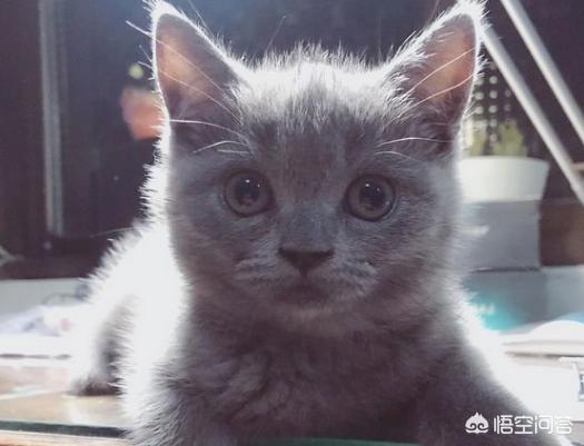 魔法使的猫，魔法使的猫出版