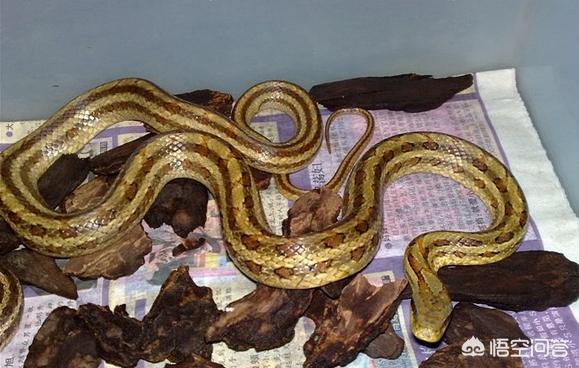 保定市哪里有小白条卖