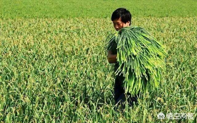 果园种植大蒜用什么化肥,果园种植大蒜用什么化肥最好