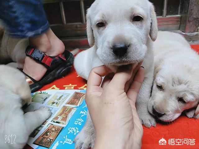 狗狗在换牙期间到底该不该给它喂骨头,第1张