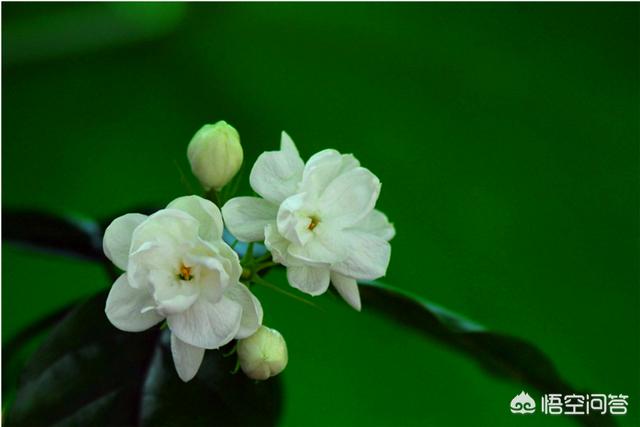 花园种植节目策划书,花园种植节目策划书怎么写