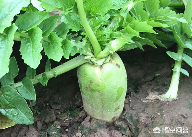 蔬菜种植新手，蔬菜种植新手技巧