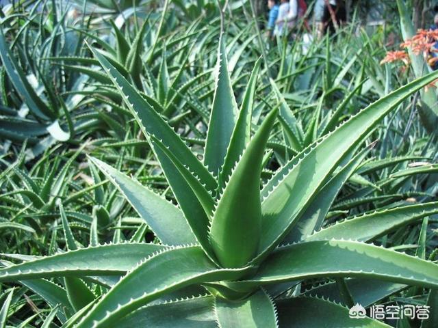 花卉浇水过多怎么补救方法,花卉浇水过多怎么补救方法视频