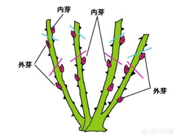 长春花图片 （长春花图片大全大图）