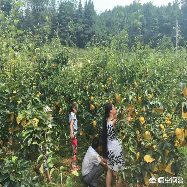 黄金果园农场种植管理,黄金果园农场种植管理办法最新