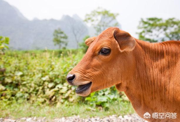 欧美肉牛养殖-国外肉牛养殖技术视频