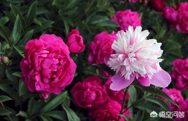 广东农村院子花园种植大全,广东院子适合种什么花