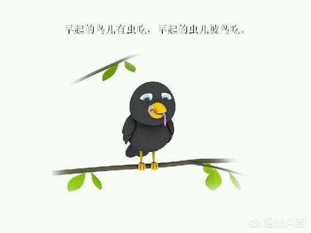 不会自己吃食的鸟怎么才能让它学会自己吃,第1张