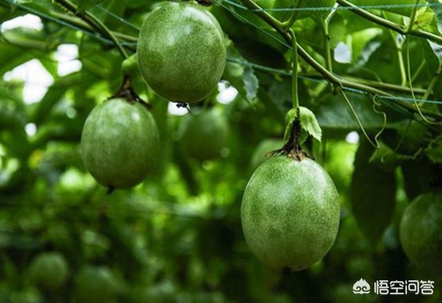 百香果如何在阳台种植,百香果如何在阳台种植视频