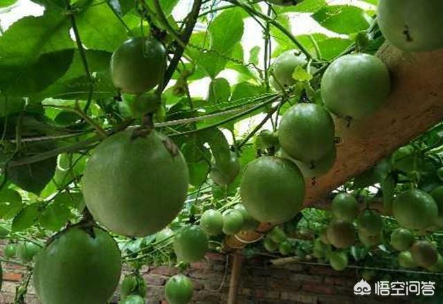 百香果如何在阳台种植,百香果如何在阳台种植视频