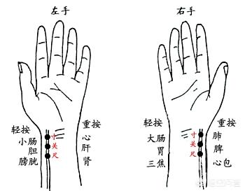 少阴脉诊脉法图片