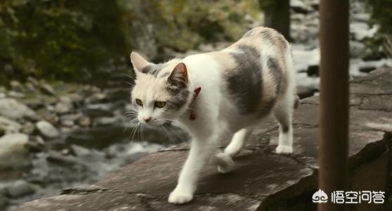 如何和流浪猫建立信任,第2张