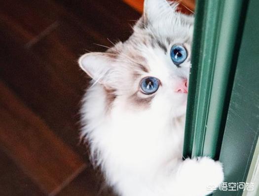 魔法使的猫，魔法使的猫出版
