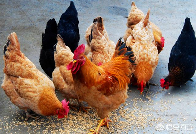 畜禽饲料污染与控制-畜禽饲料污染与控制论文