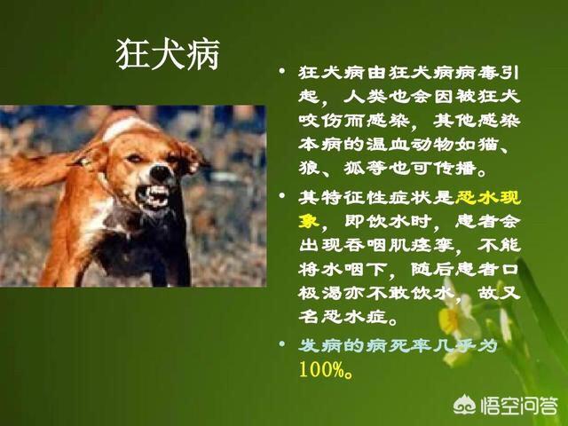 狗有狂犬病的概率是多少